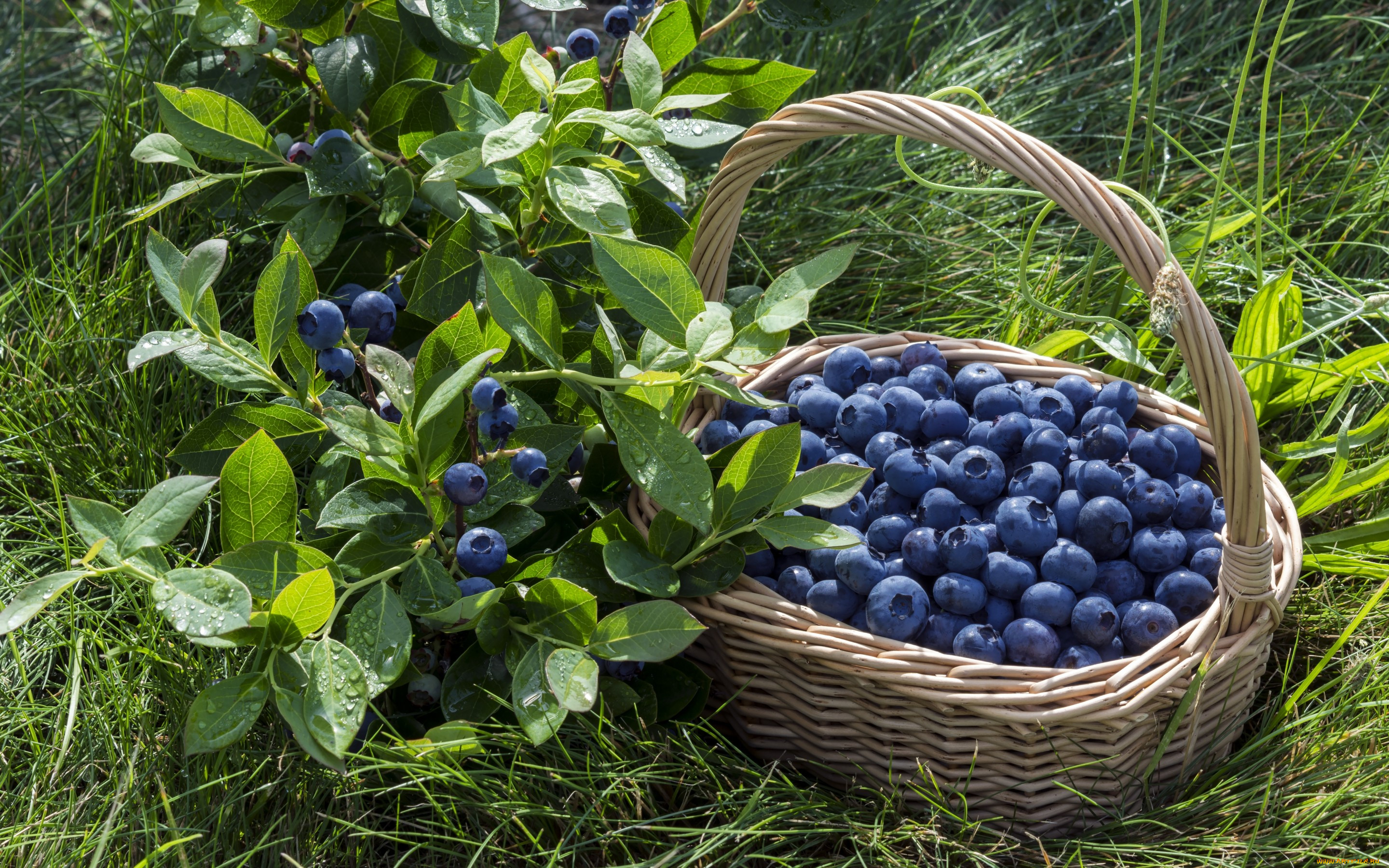 , ,  , , , , blueberry, berries, fresh
